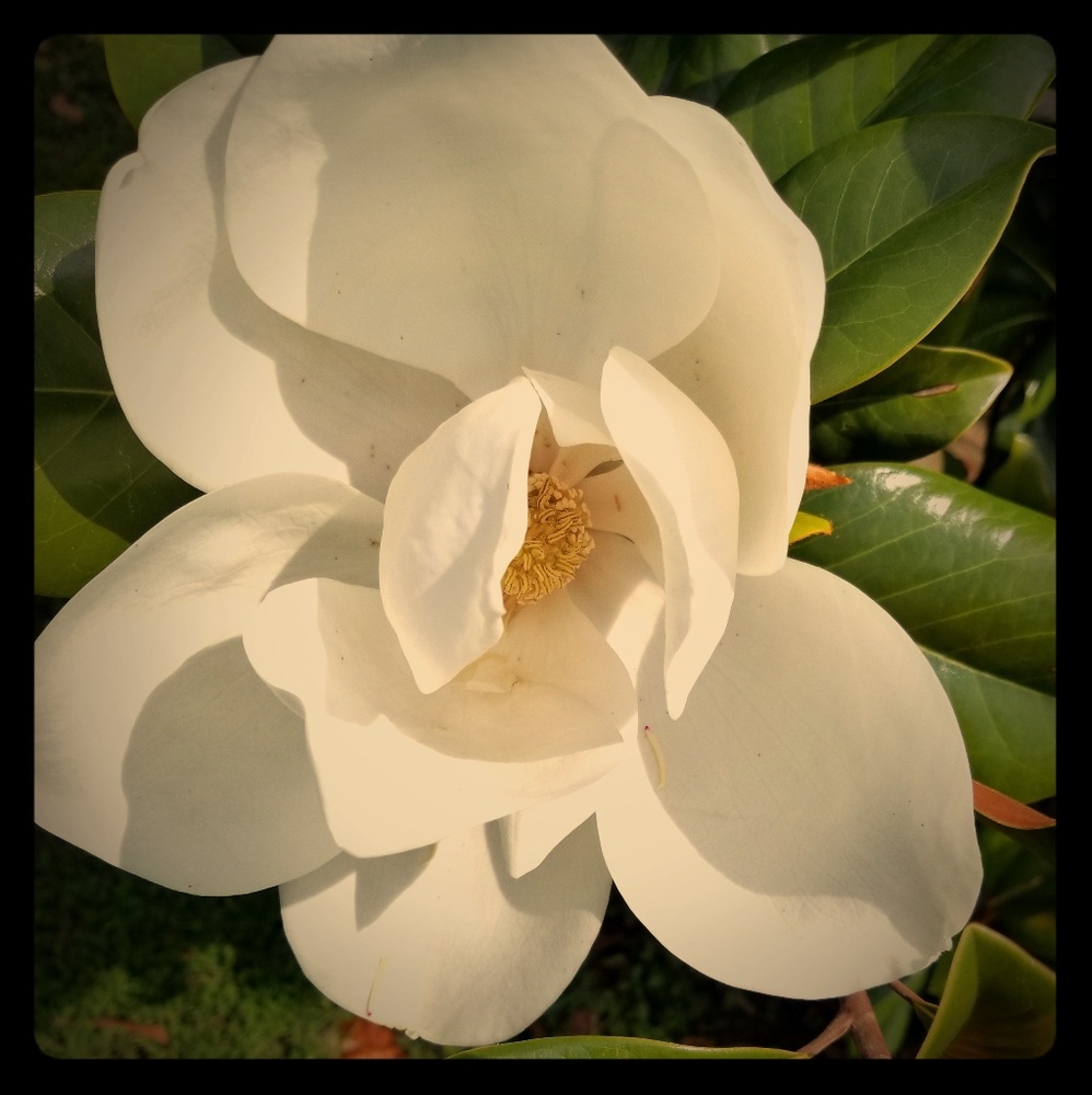 Meet your Posher, Shelly